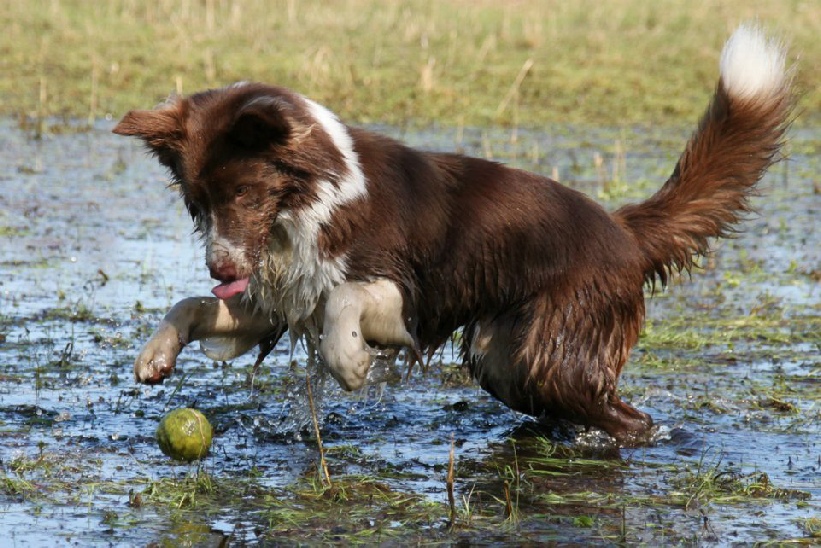 splashimage