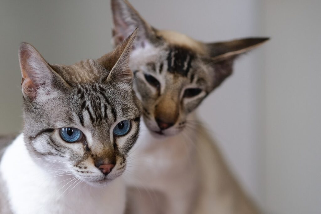 katten in dierenarts heerlen