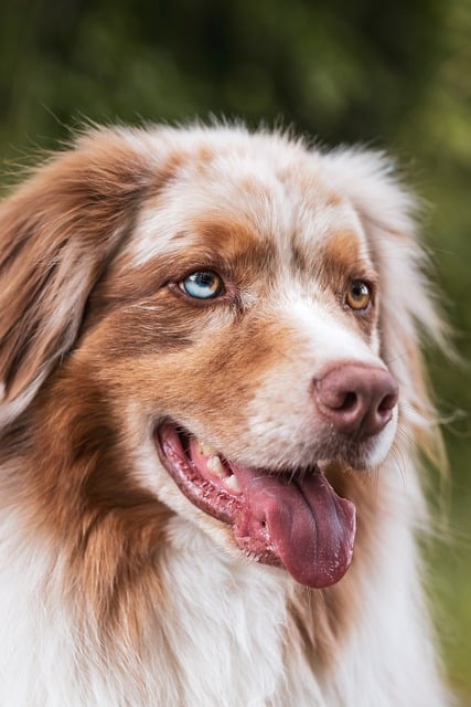 dog, animal, nature, pet, domestic animal, animal photography