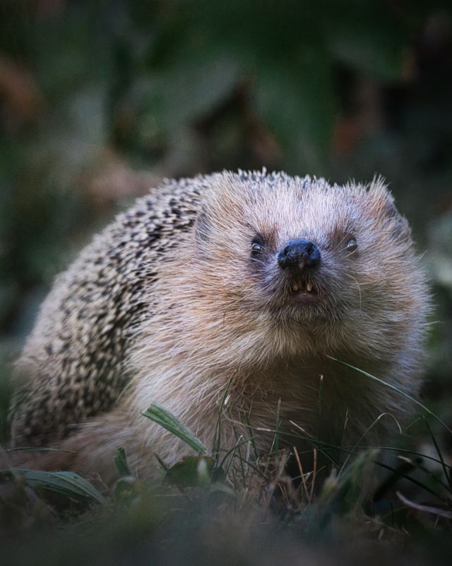 Charming close-up of a European hedgehog in a natural garden setting with soft autumn light.
