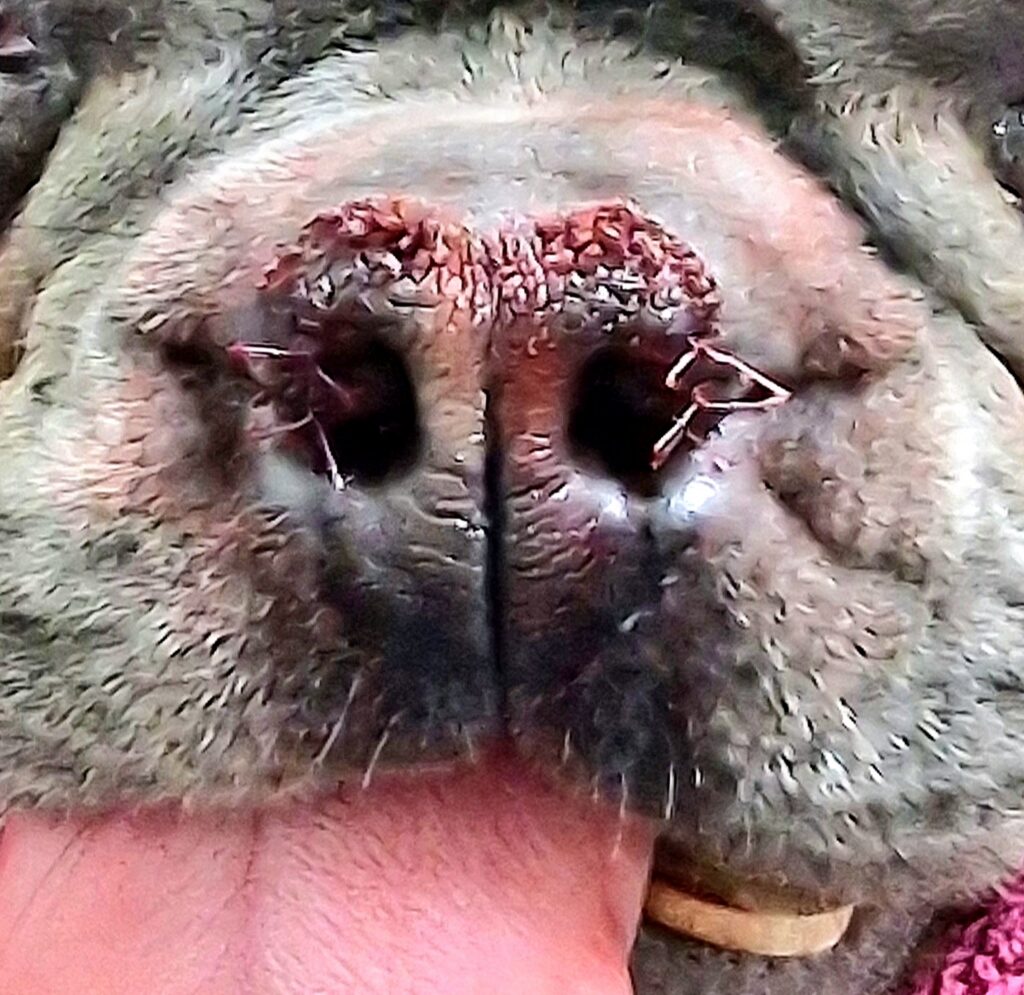 Bos operatie honden