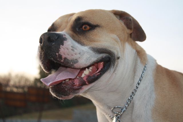 Friendly American Bulldog smiling outdoors with a chain collar.